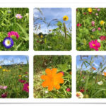 Sechs Blumenbilder einer Wildblumenwiese